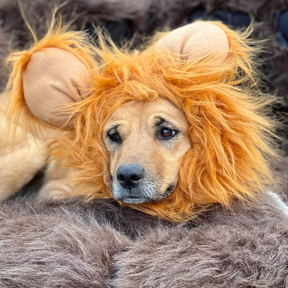 Melena de león para mascota